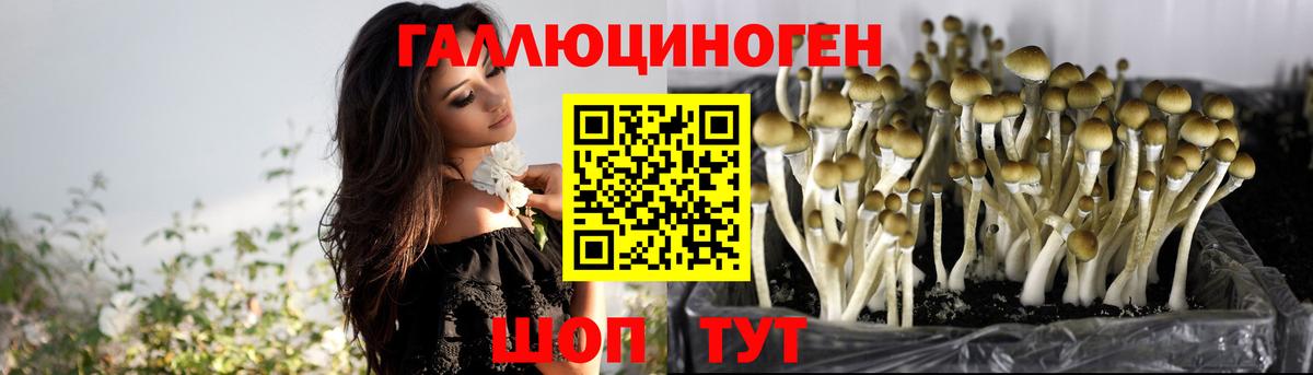 Псилоцибиновые грибы мицелий  Псилоцибиновые грибы Psilocybine cubensis  Изобильный  Вход с VPN 